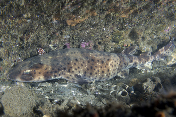 Cephaloscyllium ventriosum